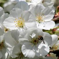 3060_110091 Geöffnete Kirschblüten - Blütenstempel der Kirschen - Biene in der Blüte. | 